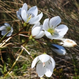 Gentianella muelleriana subsp. jingerensis at Namadgi National Park - 14 Apr 2024