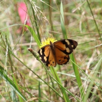 Heteronympha merope (Common Brown Butterfly) at Bowral - 22 Dec 2023 by JanHartog