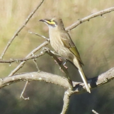 Caligavis chrysops (Yellow-faced Honeyeater) at Wamboin, NSW - 14 Apr 2024 by RobParnell