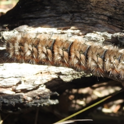 Pterolocera (genus) (Antheliid moth) at Namadgi National Park - 14 Apr 2024 by JohnBundock