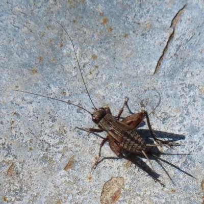 Bobilla sp. (genus) at QPRC LGA - 14 Apr 2024 by RobParnell