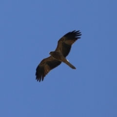 Haliastur sphenurus (Whistling Kite) at Jerrabomberra Wetlands - 14 Apr 2024 by RodDeb