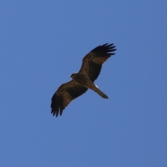 Haliastur sphenurus (Whistling Kite) at Fyshwick, ACT - 14 Apr 2024 by RodDeb