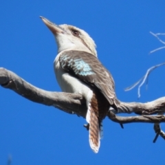 Dacelo novaeguineae (Laughing Kookaburra) at JER500: JWs - Kellys @ Bittern Birdhide - 14 Apr 2024 by RodDeb