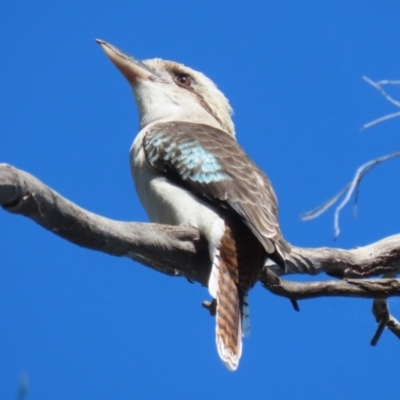 Dacelo novaeguineae (Laughing Kookaburra) at Jerrabomberra Wetlands - 14 Apr 2024 by RodDeb