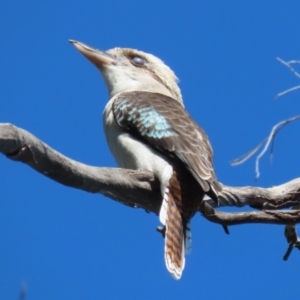 Dacelo novaeguineae at JER500: JWs - Kellys @ Bittern Birdhide - 14 Apr 2024