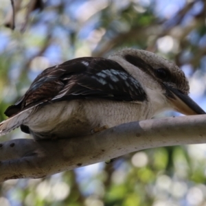 Dacelo novaeguineae at JER500: JWs - Kellys @ Bittern Birdhide - 14 Apr 2024