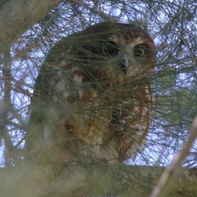 Ninox boobook (Southern Boobook) at Fyshwick, ACT - 14 Apr 2024 by RodDeb