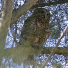 Ninox boobook at Jerrabomberra Wetlands - suppressed