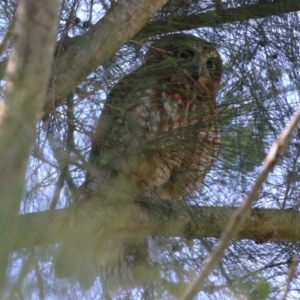 Ninox boobook at Jerrabomberra Wetlands - suppressed