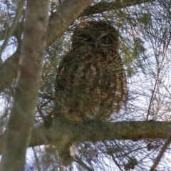 Ninox boobook at Jerrabomberra Wetlands - suppressed