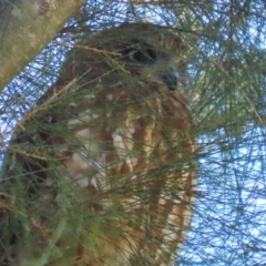 Ninox boobook at Jerrabomberra Wetlands - suppressed