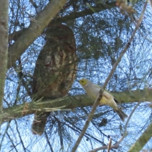 Ninox boobook at Jerrabomberra Wetlands - suppressed