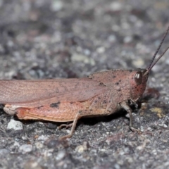 Goniaea opomaloides (Mimetic Gumleaf Grasshopper) at Acton, ACT - 14 Apr 2024 by TimL