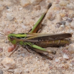 Caledia captiva (grasshopper) at Kambah, ACT - 13 Apr 2024 by TimL