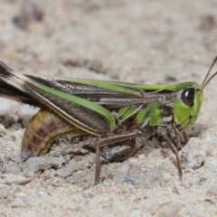 Caledia captiva (grasshopper) at Tidbinbilla Nature Reserve - 13 Apr 2024 by TimL