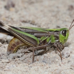 Caledia captiva (grasshopper) at Kambah, ACT - 13 Apr 2024 by TimL