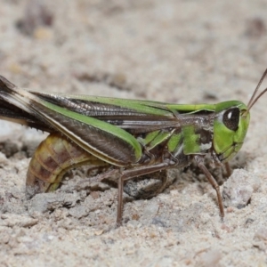 Caledia captiva at Tidbinbilla Nature Reserve - 13 Apr 2024