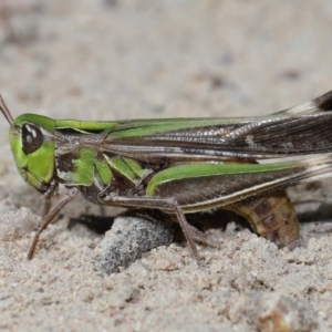 Caledia captiva at Tidbinbilla Nature Reserve - 13 Apr 2024