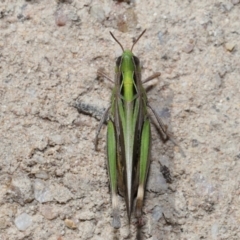 Caledia captiva at Tidbinbilla Nature Reserve - 13 Apr 2024 12:40 PM