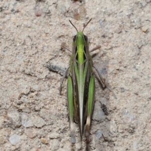 Caledia captiva at Tidbinbilla Nature Reserve - 13 Apr 2024