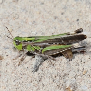 Caledia captiva at Tidbinbilla Nature Reserve - 13 Apr 2024 12:40 PM