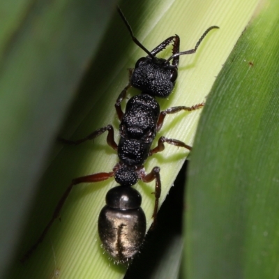 Myrmecia sp. (genus) (Bull ant or Jack Jumper) at ANBG - 14 Apr 2024 by TimL