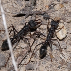 Myrmecia pyriformis (A Bull ant) at Acton, ACT - 14 Apr 2024 by TimL