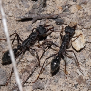 Myrmecia pyriformis at ANBG - 14 Apr 2024 12:47 PM