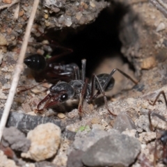 Myrmecia pyriformis at ANBG - 14 Apr 2024 12:47 PM