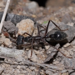 Myrmecia pyriformis at ANBG - 14 Apr 2024 12:47 PM