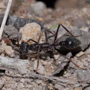 Myrmecia pyriformis at ANBG - 14 Apr 2024