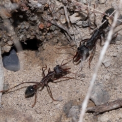 Myrmecia pyriformis at ANBG - 14 Apr 2024