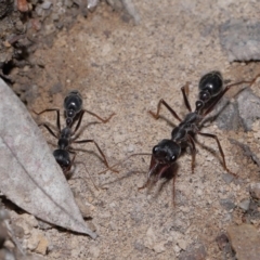 Myrmecia pyriformis at ANBG - 14 Apr 2024 12:47 PM