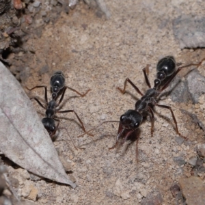 Myrmecia pyriformis at ANBG - 14 Apr 2024 12:47 PM