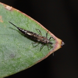 Idolothrips spectrum at ANBG - 14 Apr 2024