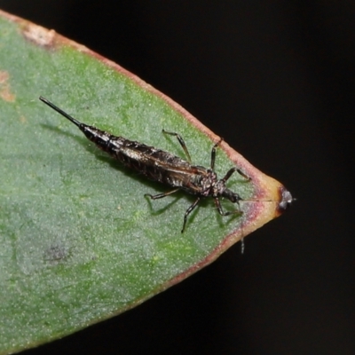 Idolothrips spectrum (Giant thrips) at ANBG - 14 Apr 2024 by TimL