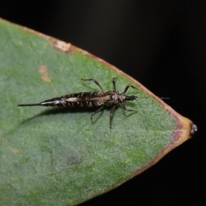 Idolothrips spectrum at ANBG - 14 Apr 2024 12:22 PM