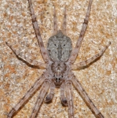 Tamopsis sp. (genus) (Two-tailed spider) at Acton, ACT - 14 Apr 2024 by TimL