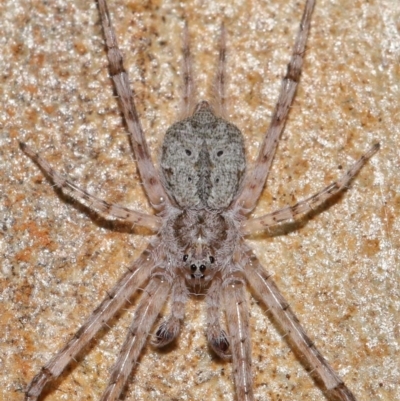 Tamopsis sp. (genus) (Two-tailed spider) at ANBG - 14 Apr 2024 by TimL