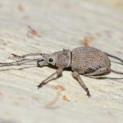 Merimnetes oblongus (Radiata pine shoot weevil) at Acton, ACT - 14 Apr 2024 by TimL