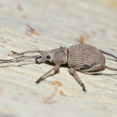 Merimnetes oblongus (Radiata pine shoot weevil) at ANBG - 14 Apr 2024 by TimL