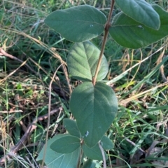 Unidentified Other Shrub at Hackett, ACT - 14 Apr 2024 by waltraud