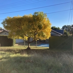 Koelreuteria paniculata at Mount Majura - 14 Apr 2024