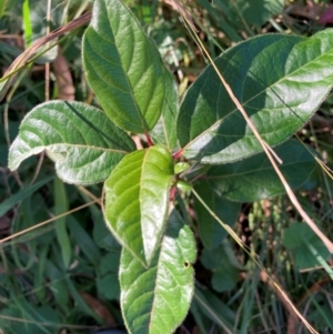 Viburnum tinus at Mount Majura - 14 Apr 2024