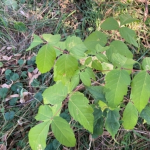 Acer negundo at Mount Majura - 14 Apr 2024