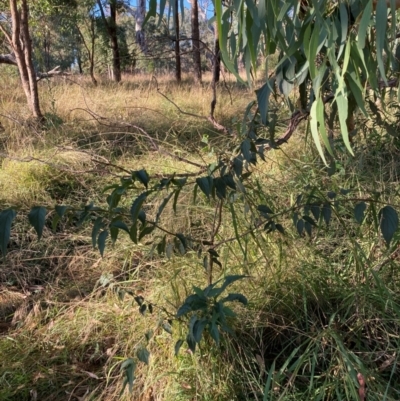 Celtis australis (Nettle Tree) at Mount Majura - 14 Apr 2024 by waltraud
