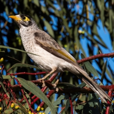 Manorina melanocephala (Noisy Miner) at Bundaberg West, QLD - 1 Sep 2020 by Petesteamer