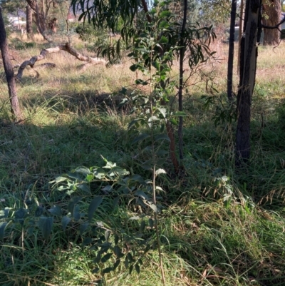 Celtis australis (Nettle Tree) at Hackett, ACT - 14 Apr 2024 by waltraud