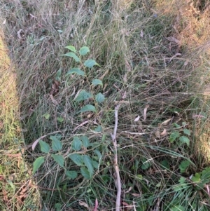 Celtis australis at Mount Majura - 14 Apr 2024